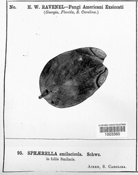 Sphaerella smilacicola image